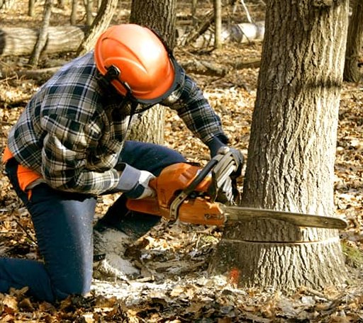Tree Removal in Comins, MI